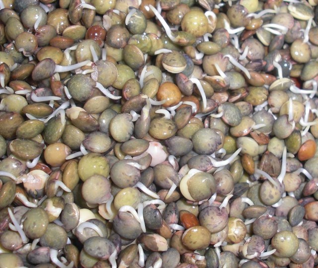 linte germinata, Foto: Cristela GEORGESCU